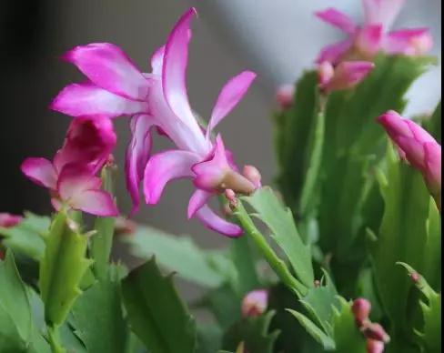 多肉植物种类科普，100种常见多肉图鉴