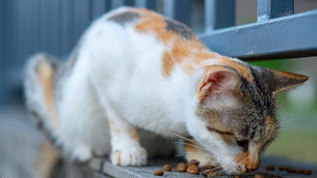 猫能吃什么东西，猫咪能吃的食物都有什么