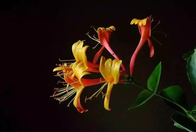 花很香又漂亮的藤蔓植物，12种开花藤蔓植物