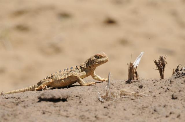 黄喉蜂虎最早什么年代出现的，黄喉蜂虎