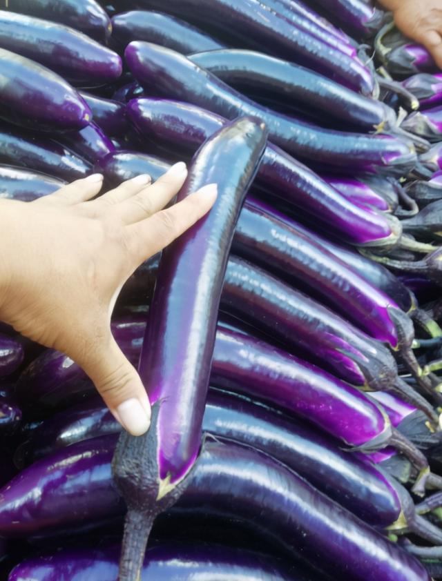 圆茄子和长茄子竟有这么大的区别，长茄子和圆茄子有啥不同