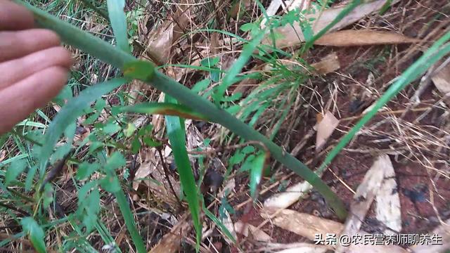 高大的野生百合，紫红色野百合珍贵吗