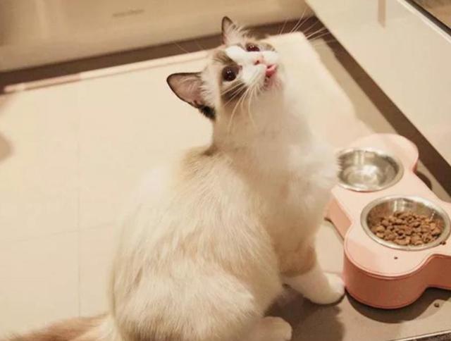怎么解决猫咪挑食的问题，改善挑食，是一场人猫拉锯战