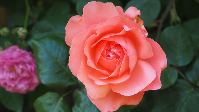 奥林巴斯em1，奥林巴斯em1mark3测评