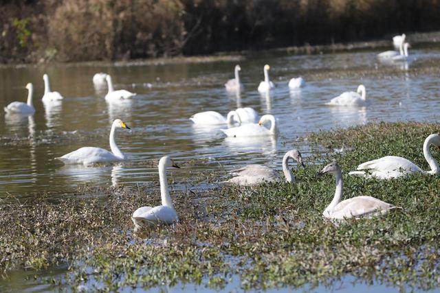 天鹅湖景区三门峡，三门峡天鹅湖国家湿地公园苍龙湖白天鹅