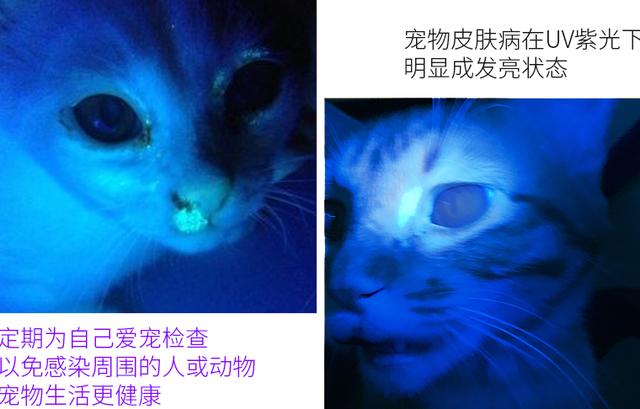 猫藓应该怎么治疗，猫藓为什么难根治