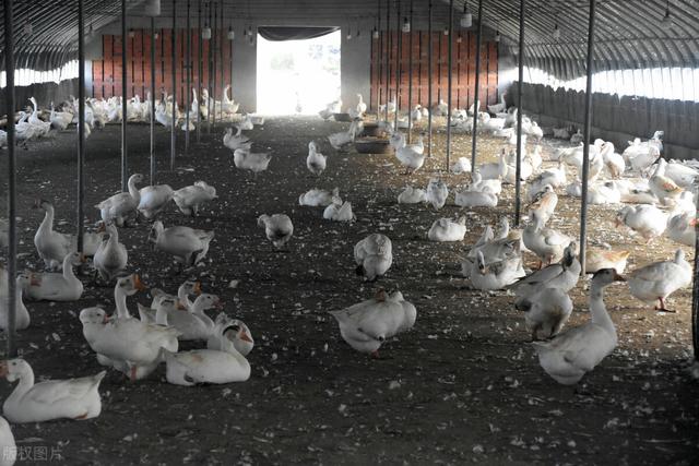 养殖鹅一只鹅的利润一年多少，农村小伙养2000只