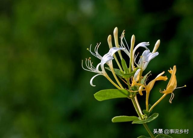 金银花种植技术，金银花种植的技术和管理（金银花好看又实用）