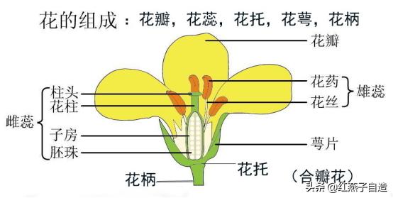 钩针编织小花朵，钩针编织花朵简单易学（新手半个小时就可以钩出来送给自己）