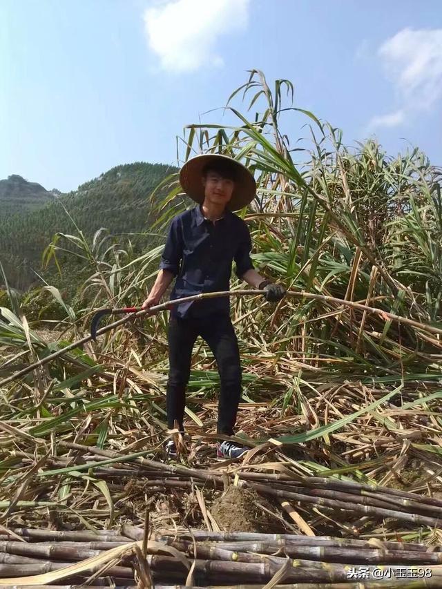 广西甘蔗的生长，广西崇左：甘蔗长势喜人