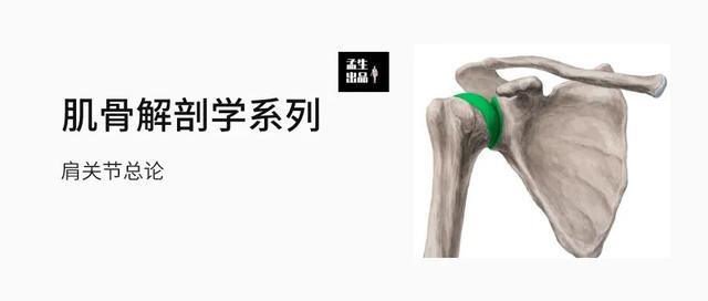 肩关节骨标志解剖图，全面掌握肩关节解剖
