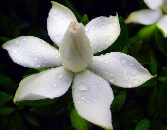 栀子花的养殖方法，栀子花的养殖方法要点（保准你的栀子花养开花）