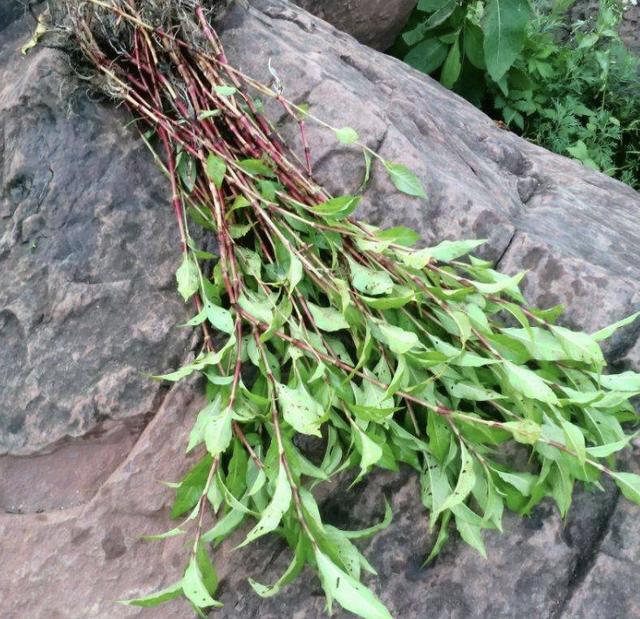 苜蓿草长什么样，水沟边有1种草（野生苜蓿草长什么样）