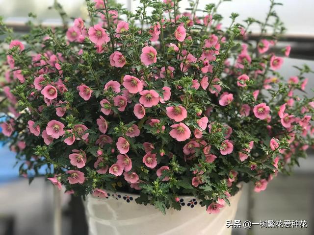 秋天有什么花容易养又好看，这20种花建议选几个