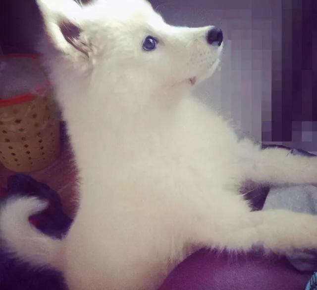 星期狗的特点和习惯，如果狗狗有这些特征