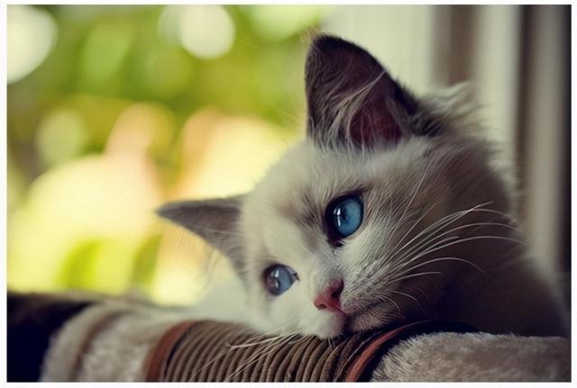 猫咪死前都有什么征兆，猫咪临死前的几个表现