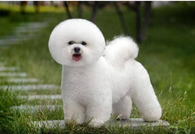 阿拉斯加犬小时候，狗一般有几个月就长成大狗了（毛茸茸的一团太可爱了吧）