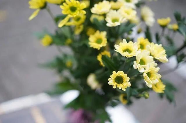 雏菊种植方法和时间，雏菊生长得慢开花少