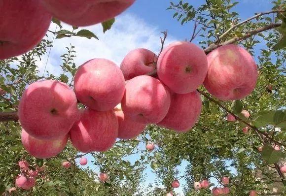 辽宁的物产有哪些，辽宁特有的水果