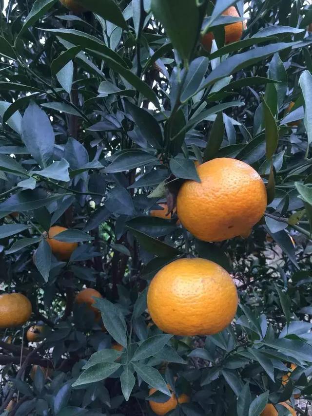 比较热门的柑橘品种，17种优质柑橘品种大盘点