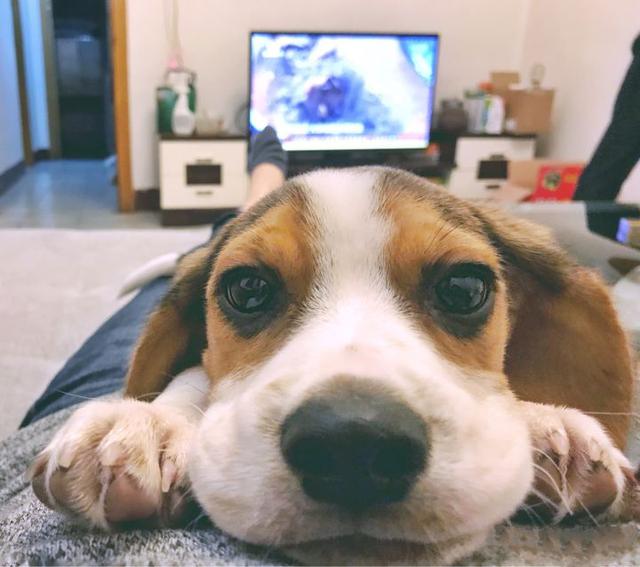 可爱聪明又调皮的狗狗排行榜，前5位最“聪明”的狗狗