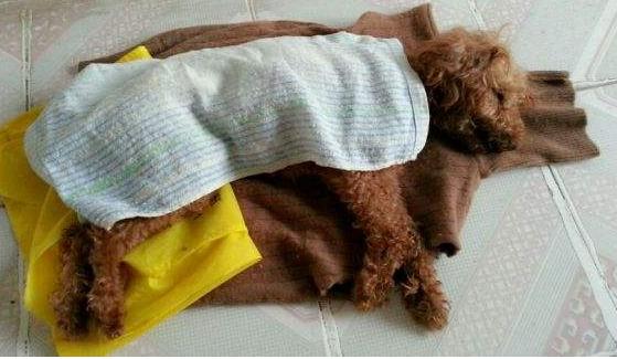 狗狗可以吃提子吗，狗狗不能吃的五种水果