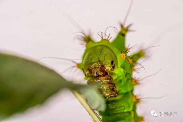 有哪些常见的飞蛾，自然记录蛾生一瞬