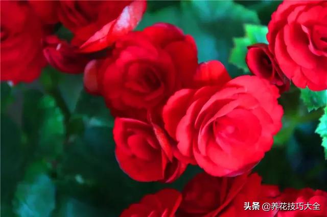 四季开花的花卉，十种四季开花的花卉有哪些（俏丽多姿的花卉）