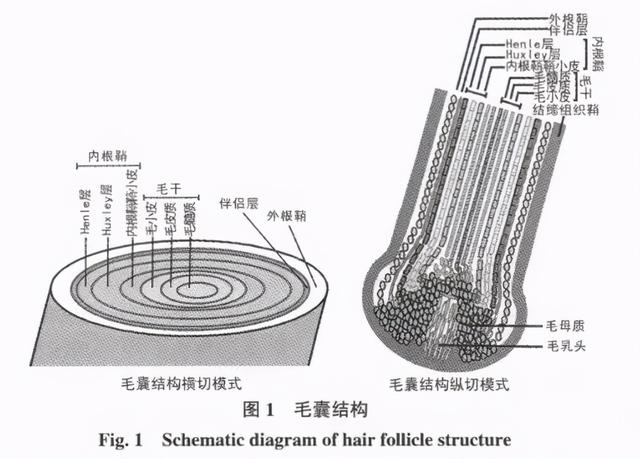 有什么办法可以解决头发细软问题，头发细软怎么办