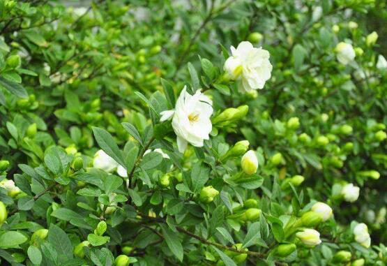 栀子花的养殖方法，栀子花的养殖方法要点（保准你的栀子花养开花）