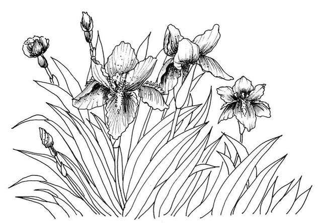 钢笔画入门基本步骤，钢笔画入门步骤详解