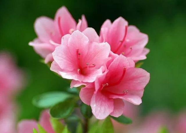 国画芙蓉花图精品欣赏，十大名花十首诗词