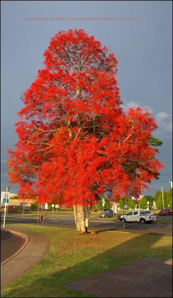 老树长新芽枯木又开花，枯木逢春老树开花