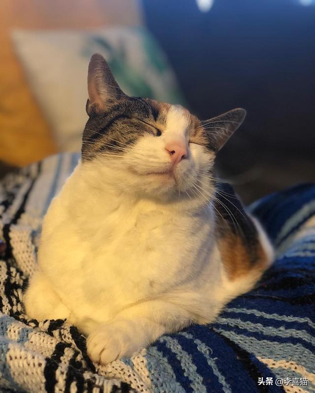 猫咪时常有要呕吐的状态如何办，猫咪出现呕吐一般有这几个原因