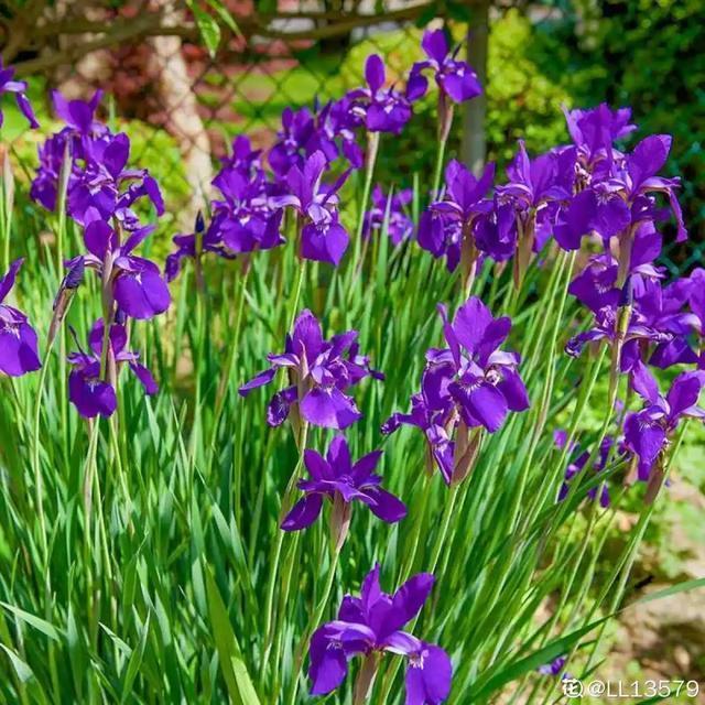 春夏秋冬四季什么花好看，这十种花几乎一年四季都开花