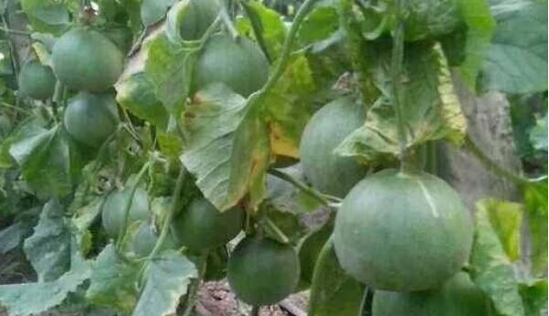 绿宝瓜的种植，绿宝甜瓜生长期种植技术