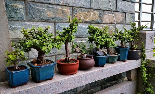 金枝玉叶掉叶子的原因和解决方法，金枝玉叶掉叶子的原因和解决