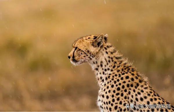 世界上十种凶猛猫咪品种排行榜，盘点十大最傻的猫咪品种