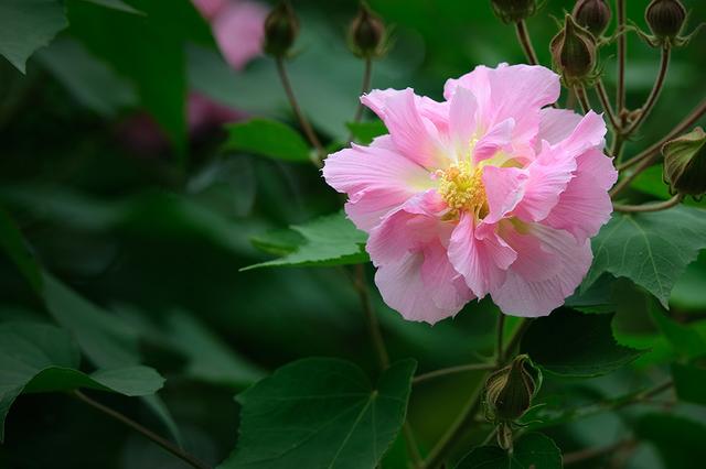 月季花常见吗，10种常见月季花图鉴