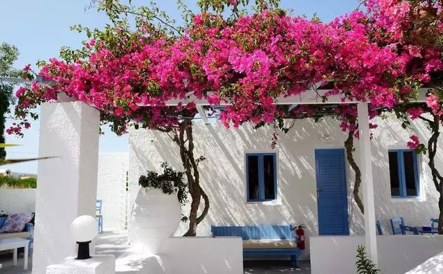 花很香又漂亮的藤蔓植物，12种开花藤蔓植物