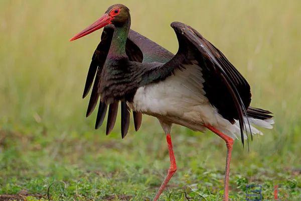 美国国鸟的品种，欧洲各国国鸟大全