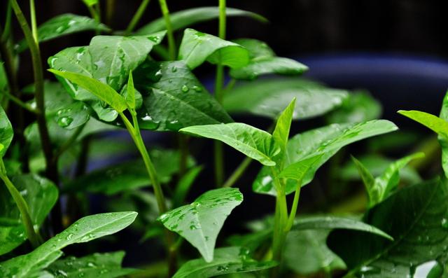 空心菜种植时间和方法，空心菜种植的方法和时间（空心菜什么时候播种）