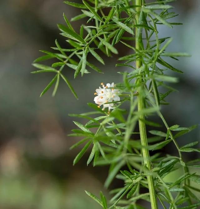 奇花异草种类图解，18种奇花异草开花太有趣了