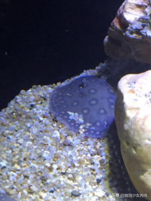 上海海洋水族馆，上海海洋水族馆简介（上海海洋水族馆之旅暨神奇鱼类在哪里）