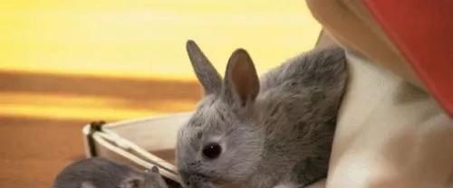 该如何正确的饲养仓鼠呢，教你养护可爱的小仓鼠