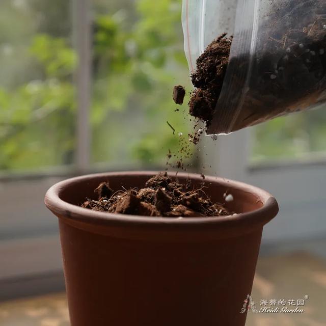 球根植物有几种，海妈园艺课堂干货向