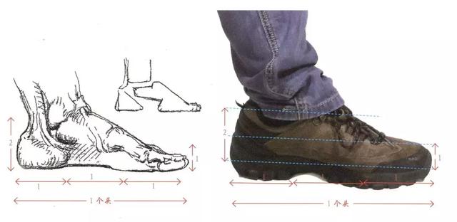 脚的结构是什么呀，力从足生，训练中无法忽视的脚