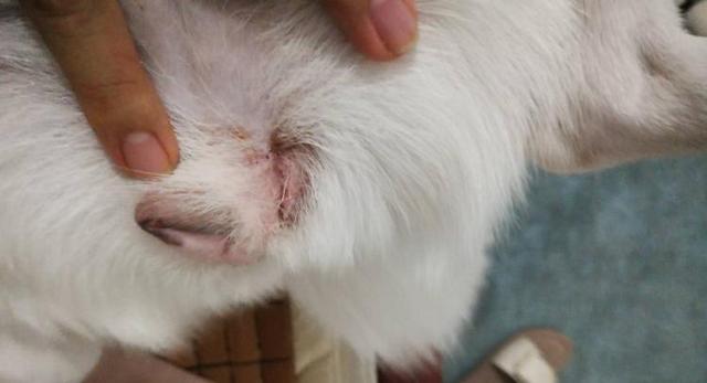 狗狗身上有跳蚤怎么治有效，狗狗身上长跳蚤不要慌