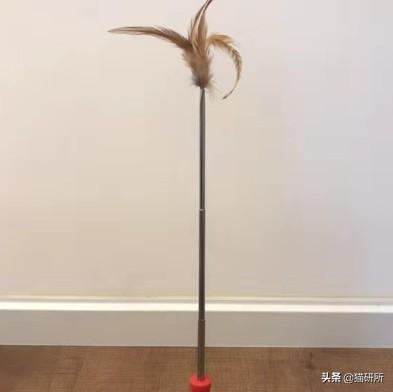 猫咪比较好的零食，提高猫咪生活质量