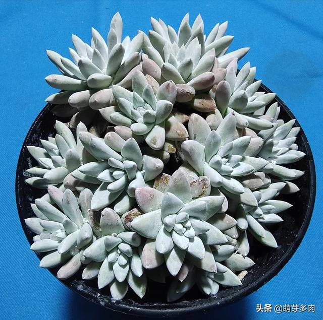 多肉仙女杯状态，从白菊开始的仙女杯